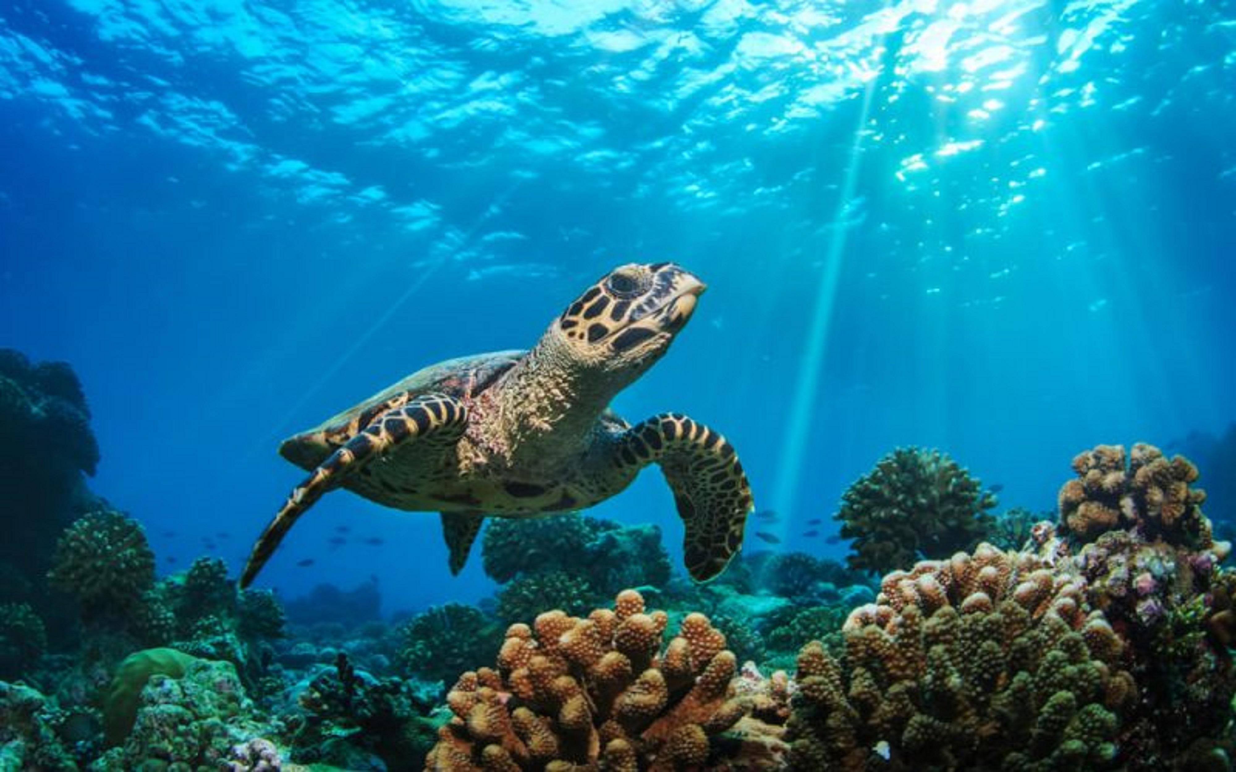 Baglioni Resort Maldives Meedhoo  Zewnętrze zdjęcie